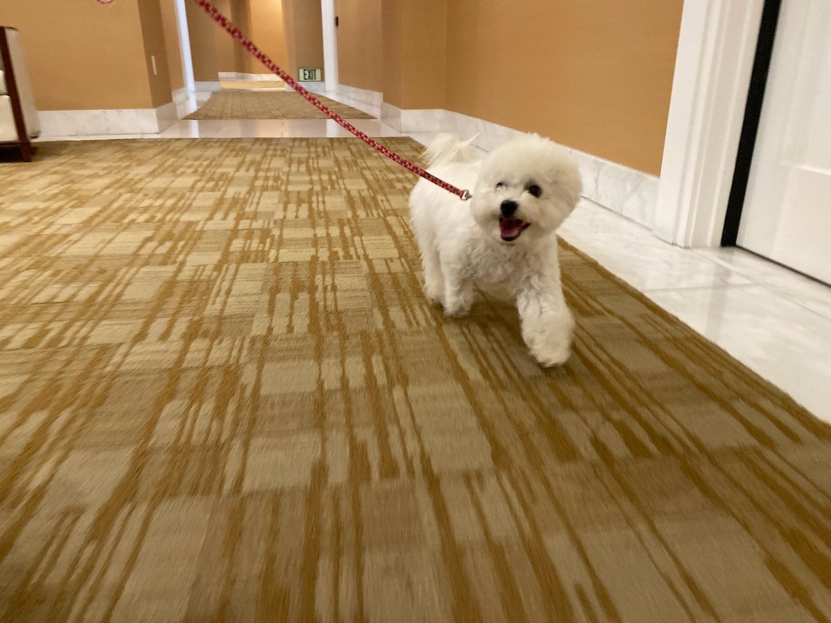 Since we've spent more time at home, I've tried to keep up my walks with JJ! #NationalWalkYourDogWeek