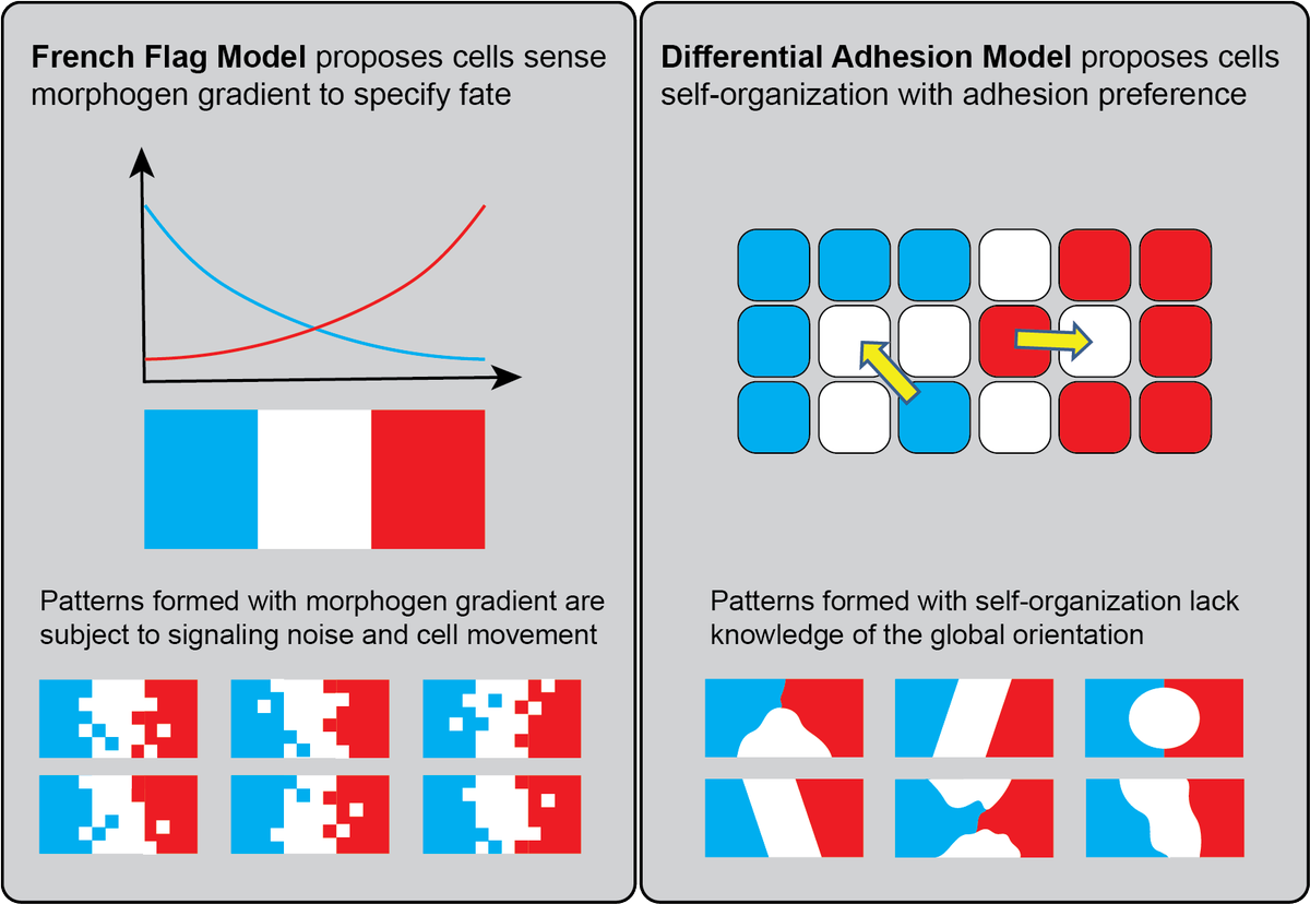 From the perspective of robust patterning, patterns formed with only morphogen gradient could result in imprecise boundary because of signal noise. Patterns formed with only adhesion-based self-organization solve the boundary issue but lack precision in global orientation. 9/12