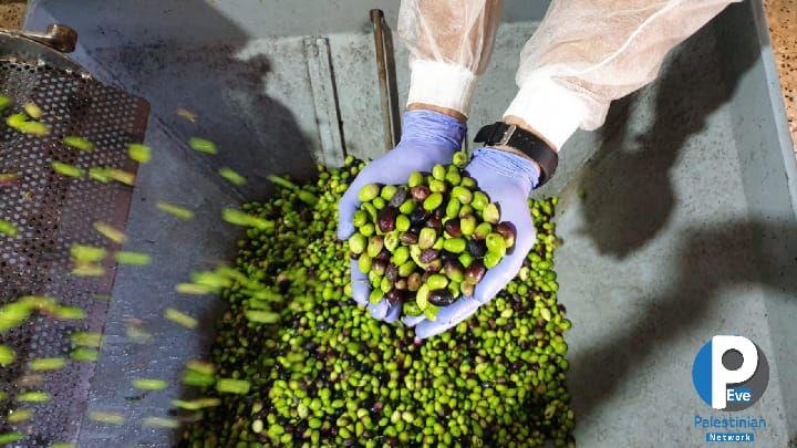 Olive mills are opening today to start the process of producing olive oil, under high precautionary measures in the Gaza Strip.