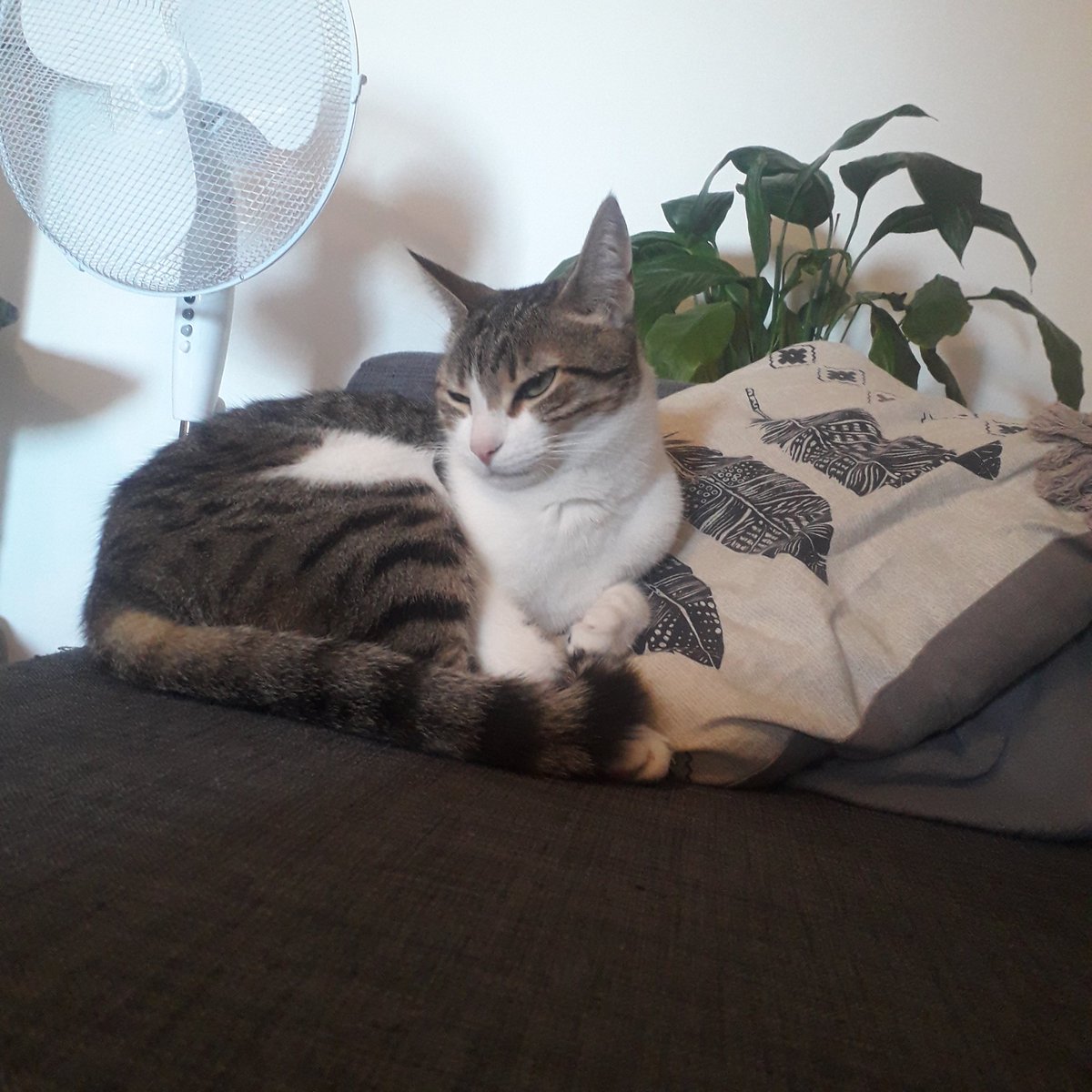 Norah_Stark's tweet photo. Kitty update https://t.co/SNDsAyYQJ0