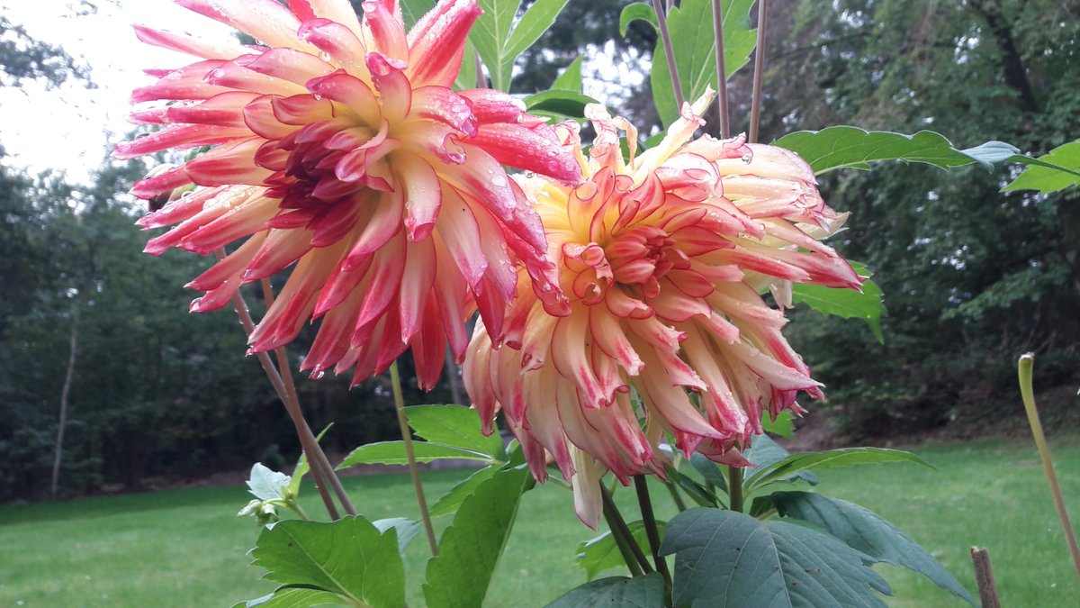 Vrijwilligers van woningcorporatie Woonwaarts hebben vandaag bij ons in de tuin gewerkt. Eigenlijk heel bijzonder dat ze dit al voor de zoveelste keer doen dit jaar. Na lente en zomer nu op deze regenachtige herfstdag.