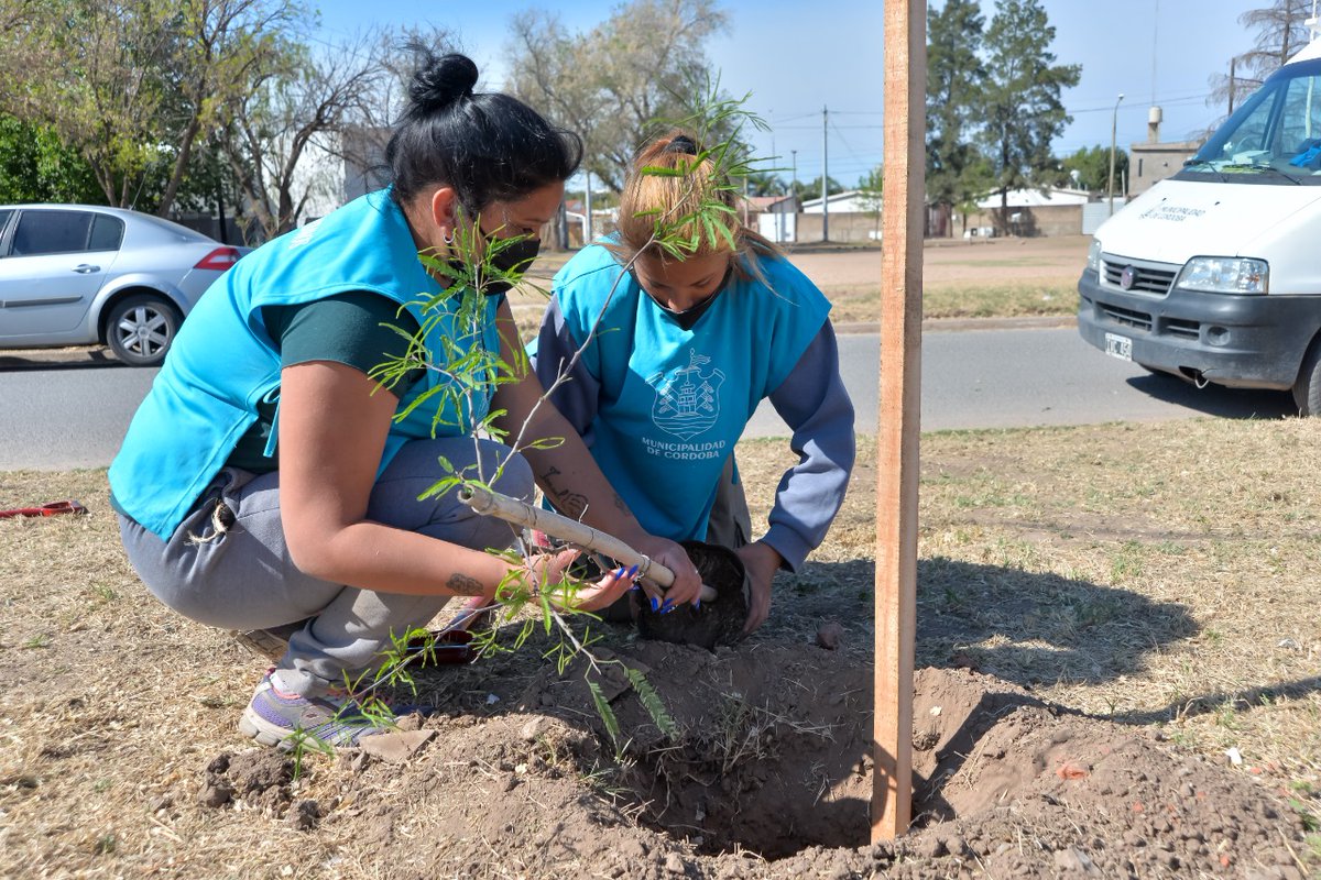 miguelsiciliano's tweet photo. ▶️ Desde la #UEZS, junto con @AmbienteMuniCba y @CPCMuniCba realizamos una nueva jornada de forestación en la zona sur de la ciudad.

✅ Plantamos árboles en veredas y espacios verdes del barrio Olmos Sud, en el marco del plan de remediación que llevamos adelante en la zona. https://t.co/VvfJqUeU5q