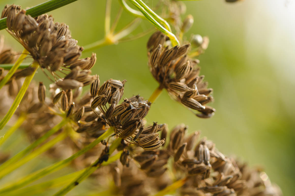 Het is Herfst! De nieuwe nieuwsbrief is uit en gaat over zaaien en oogsten.
Veel leesplezier!
wildeweelde.nl/nieuwsbrief-ok…