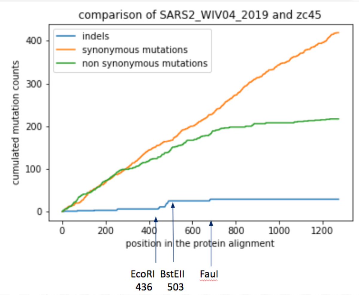 10/ Synonymous mutations were used in the past as strategy for attenuating viruses through codon deoptimization. By comparing RaTG13 with SARS2, an accumulation of synonymous mutations in spike around the FCS is clearly observed.  https://www.researchgate.net/publication/6816952_Reduction_of_the_Rate_of_Poliovirus_Protein_Synthesis_through_Large-Scale_Codon_Deoptimization_Causes_Attenuation_of_Viral_Virulence_by_Lowering_Specific_Infectivity https://jvi.asm.org/content/89/7/3523