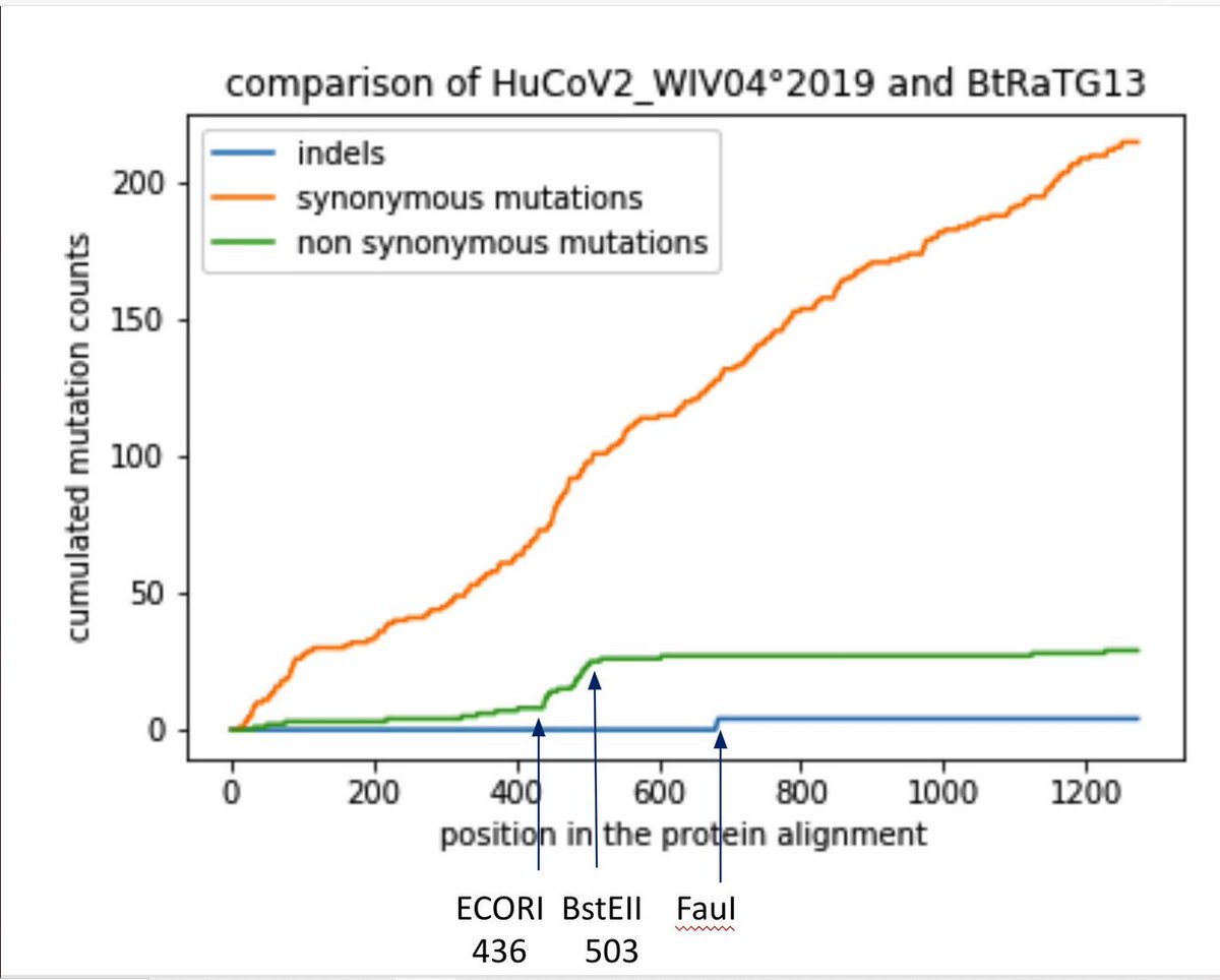 10/ Synonymous mutations were used in the past as strategy for attenuating viruses through codon deoptimization. By comparing RaTG13 with SARS2, an accumulation of synonymous mutations in spike around the FCS is clearly observed.  https://www.researchgate.net/publication/6816952_Reduction_of_the_Rate_of_Poliovirus_Protein_Synthesis_through_Large-Scale_Codon_Deoptimization_Causes_Attenuation_of_Viral_Virulence_by_Lowering_Specific_Infectivity https://jvi.asm.org/content/89/7/3523