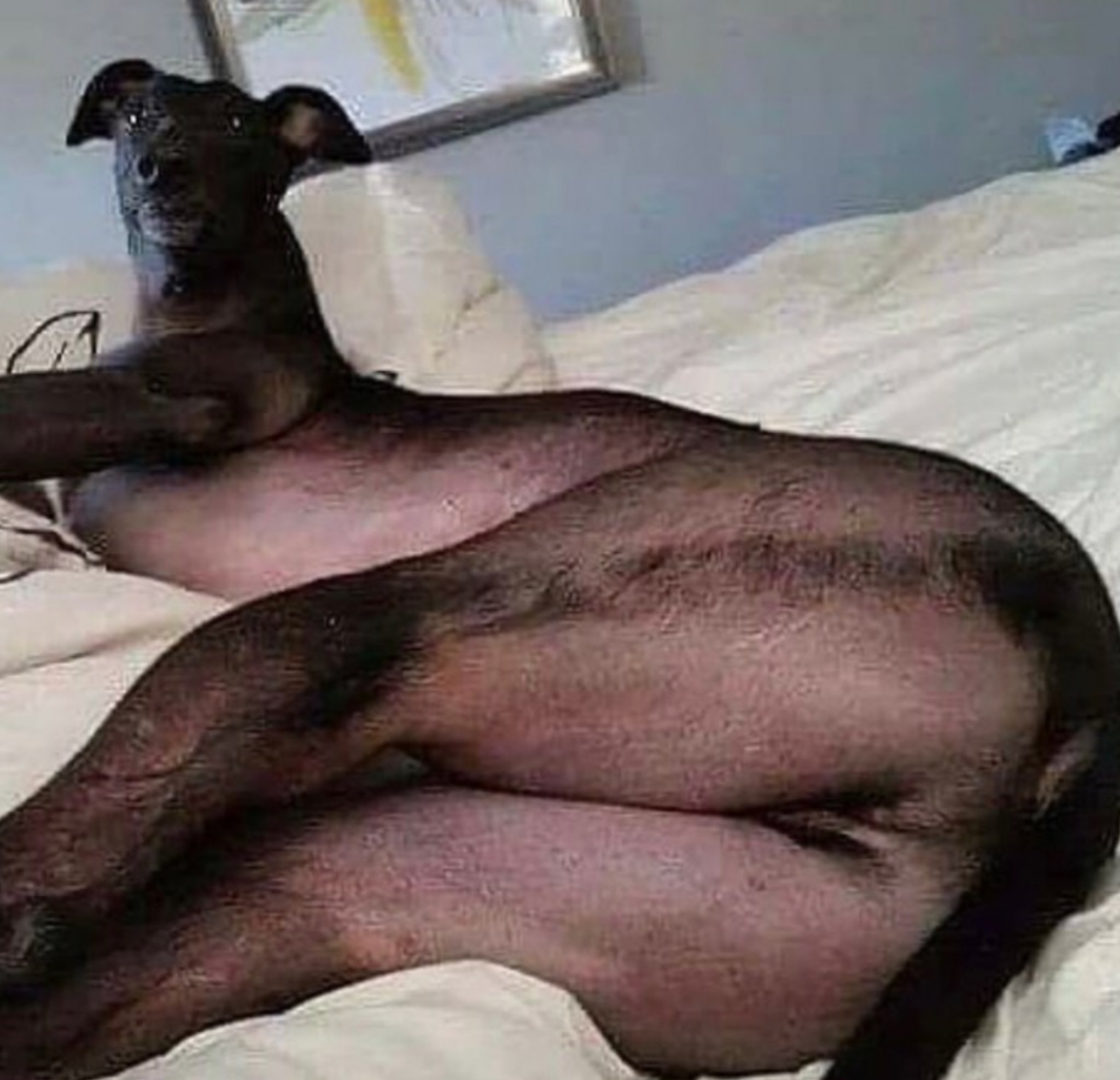 У кого из животных большой член