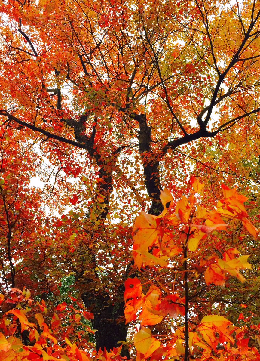 RomanickChristy's tweet photo. 2020
#christyromanick #nature #naturephotography #dreamy #autumn #newengland #boston #photography #westonma #redleaves #yellowleaves #orangeleaves #trees #october https://t.co/h0sqzDSS4g