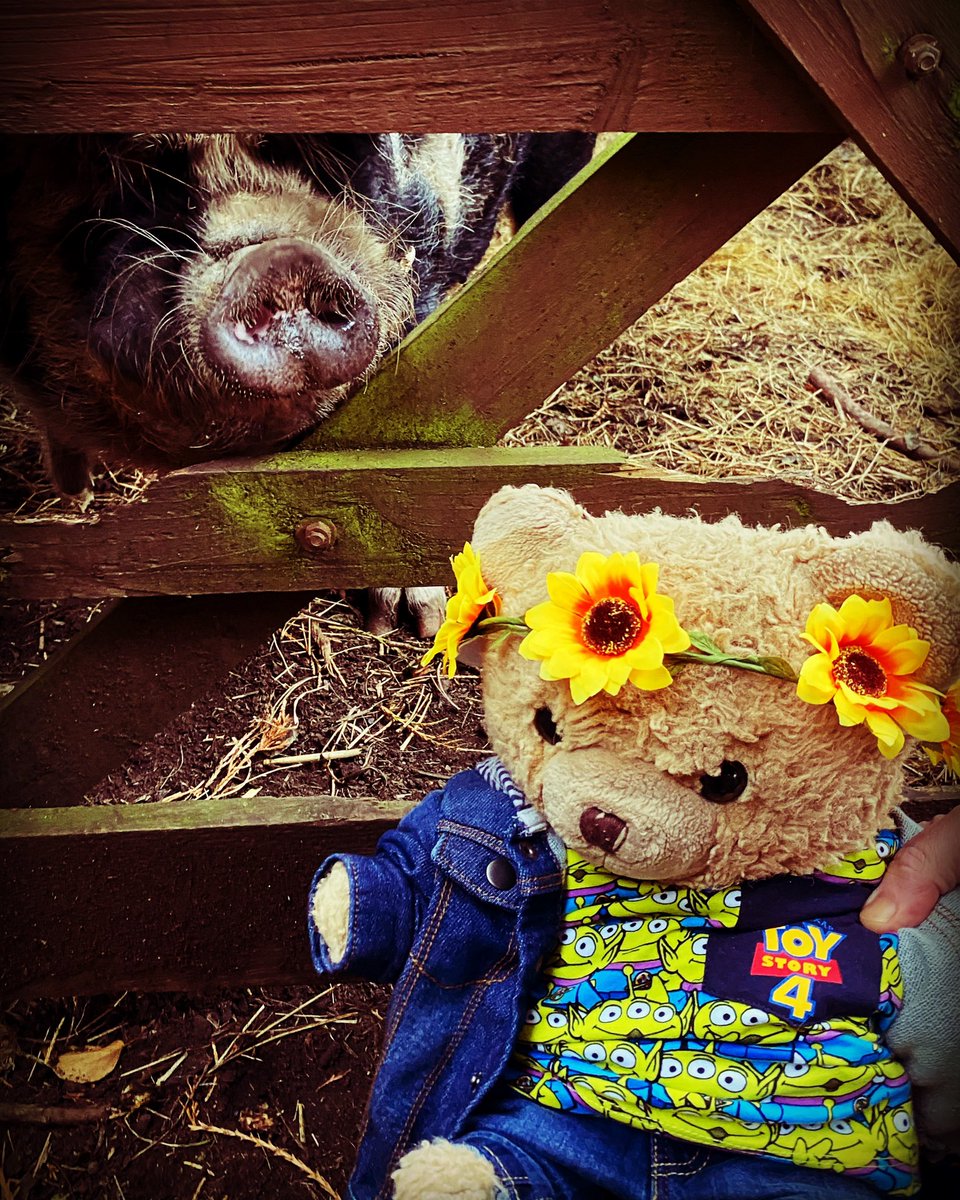 IanBaer5's tweet photo. My little buddy #pig https://t.co/GJr8CZI9Xo