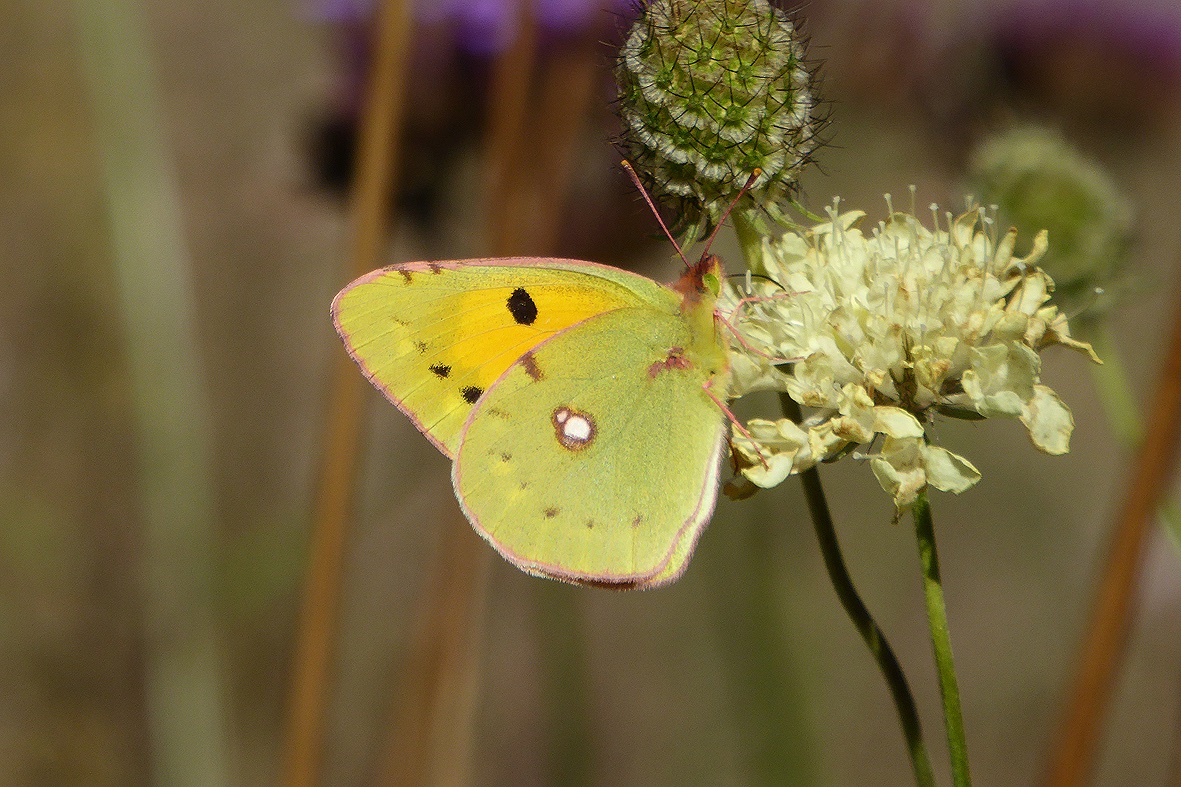 KnollFoundation's tweet photo. This Clouded Yellow was spotted in @KnollGardens feeding on the Scabious where the first one was spotted back in 2009! This is the third recorded sighting for a Clouded Yellow at Knoll, have you ever seen one? You can find out more here https://t.co/9eeYi0RNp8 #cloudedyellow https://t.co/CYAC3GCTl0