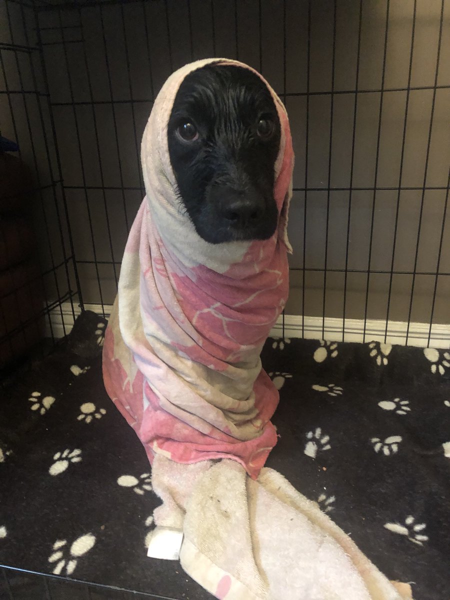 Paulsteppie's tweet photo. Lol wet dog https://t.co/pqduJjK6Qi
