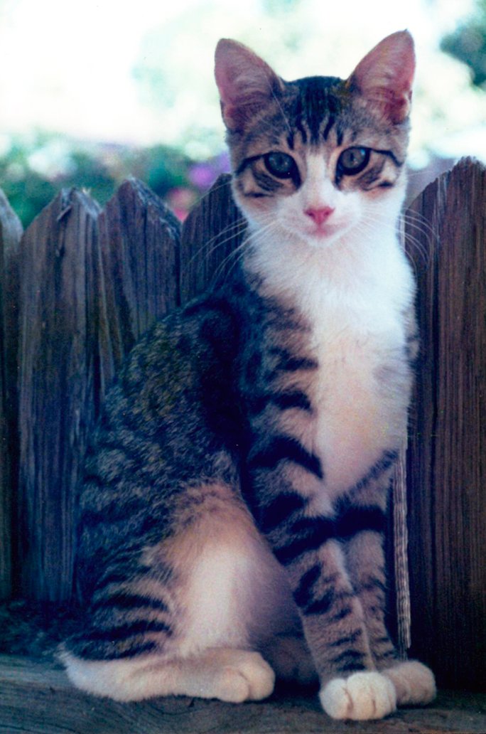 MyCatToldMe's tweet photo. Huckleberry Moon, aka Bugs or Huck, posing on our fence.
Another of my rescue bebees. He was the sweetest boy kitty and dearly loved his entire life.

The Magical Journeys of BrambleBerry Rose

#mycattoldme #cat #reincarnation #adoptdontshop #catsofinstagram #afterlife #rescuecat https://t.co/iRAWIBGZpn