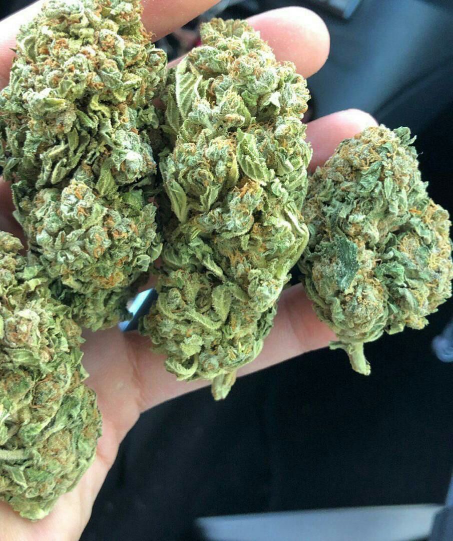 Happy Saturday Stoner Fam #CANNABISCOMMUNITY #MARIJUANA #STONERFAM #IAMGDC @LyfeOfR0 @lanni_1503 <a href="/BFO5O6/">BFO5O6</a> <a href="/NaturalLady4/">NaturalLady4</a> <a href="/AngelOfCannabis/">𓂀🪞𝔸𝕟𝕘𝕖𝕝🪞𓆃</a> <a href="/stayhigh8822/">Morgan Treeman</a> <a href="/MR_BURNDATLOUD/">🏴‍☠️🏴‍☠️🗽🗽Blaze-One🗽🗽🏴‍☠️🏴‍☠️</a> @BudFaery <a href="/Hippie_of_Love/">Becca☮️💟✝️ 🇺🇲</a> <a href="/LARRYIRBY6/">LARRYIRBY</a> <a href="/IndicaSkyy/">BongBongIndicaOwlSkyy</a> <a href="/TheSuccuBish/">trishbish</a> @420Leafstyle  
Contact +19094479820