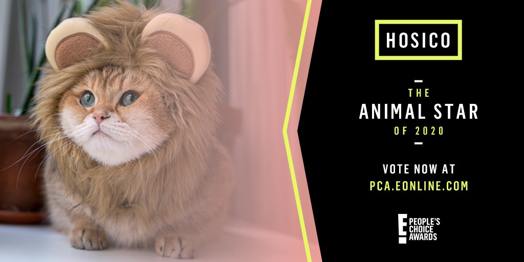 Theanimalstar Hashtag On Twitter