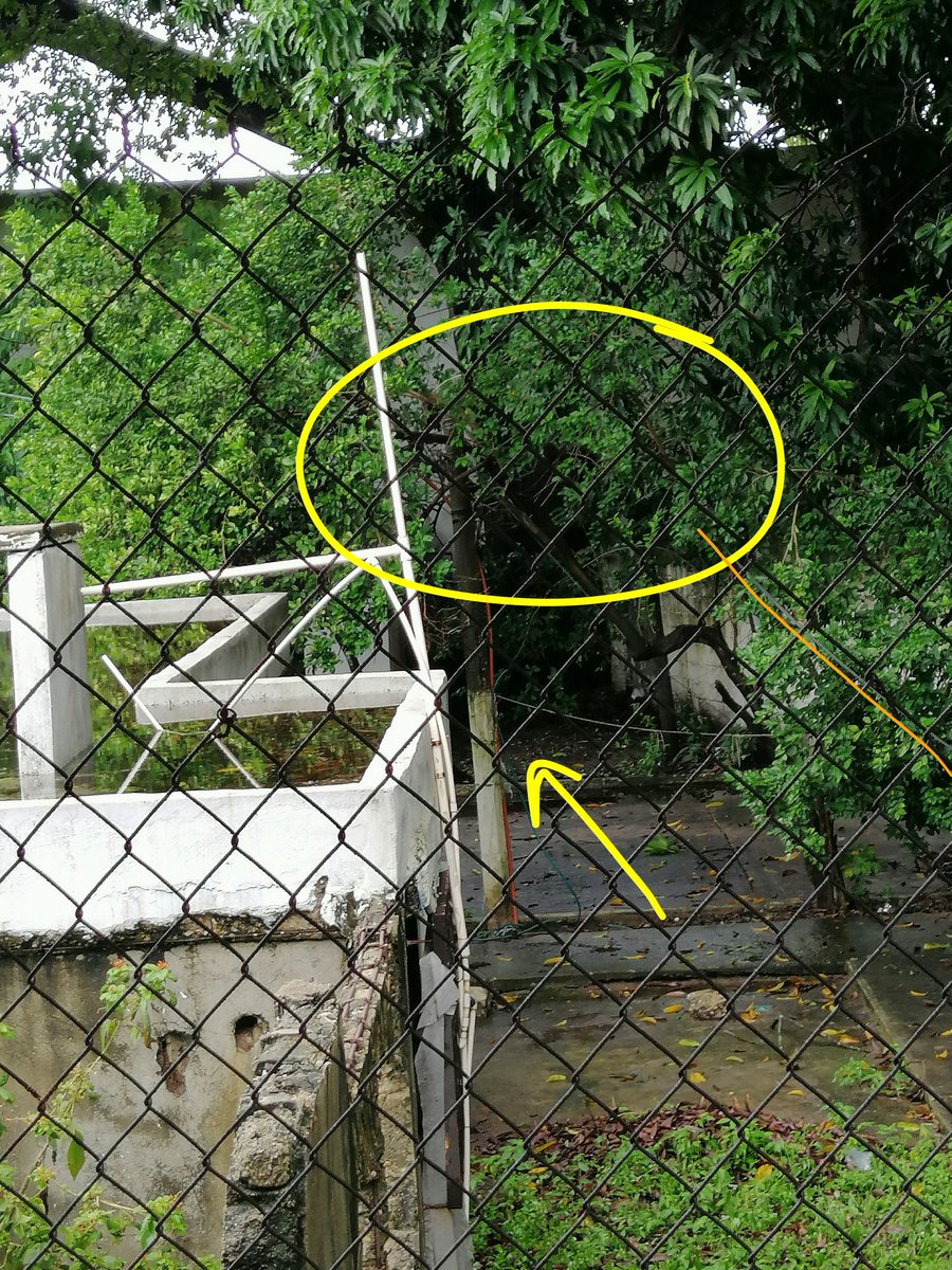 omarelc's tweet photo. @TELMEXSoluciona @Telmex por las lluvias cayó un árbol sobre casa y parte de línea telmex. En Villahermosa. https://t.co/BgIhJvKU3k