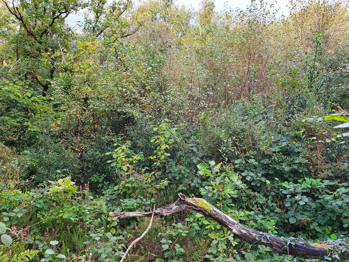 A view from the far side of the fence, within the newly formed wild multi-species forest. Visible here are birch, sally, oak, hazel and holly. If mature seeding trees are around, all it takes is to keep the grazers out, and nature gets on with it (2)