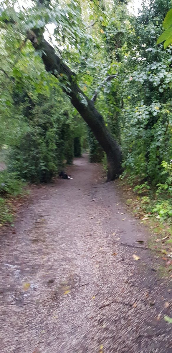 Candy dog still needs walking. Even if the rains are here...