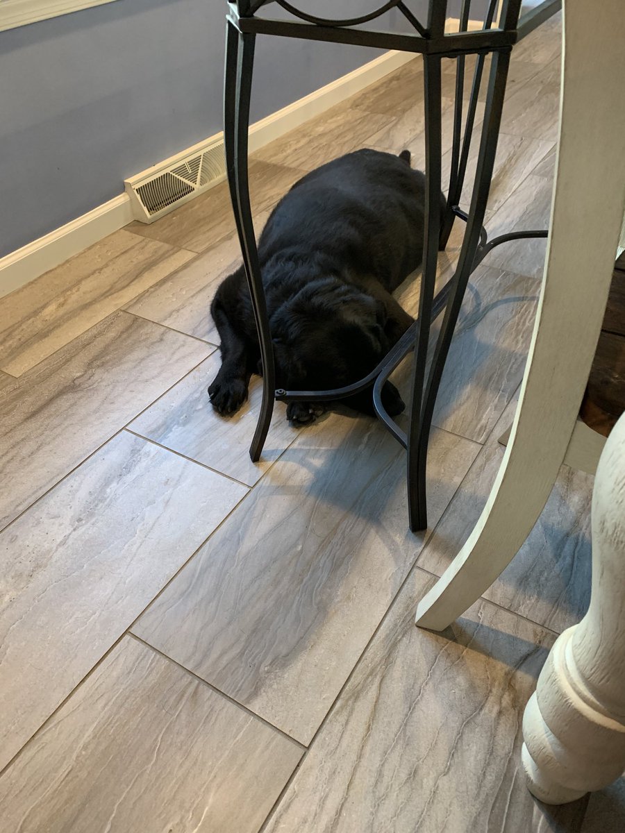 john_jlich's tweet photo. This is today’s supervisor....Snoring very loud. https://t.co/ZaXAthY6hA