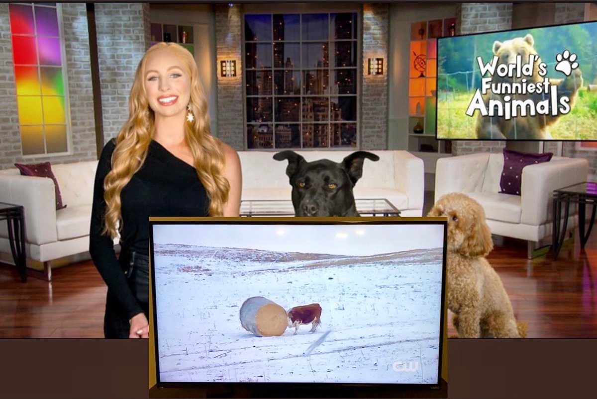 My cross fit cow video was featured on @TheCW @WFAonCW! Check Ep. 4 for free on the CW App! #worldsfunniestanimals