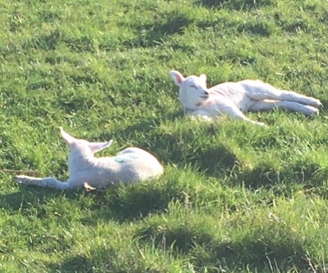 4/9 Calderdale spring is heralded by new lambs, arrival of Curlew, and bees emerging to collect pollen and nectar. Given the literary pedigree of the bee (from Homer & Virgil to Shakespeare & Yeats) it seems appropriate the bees are now resident in the old home of Ted Hughes.