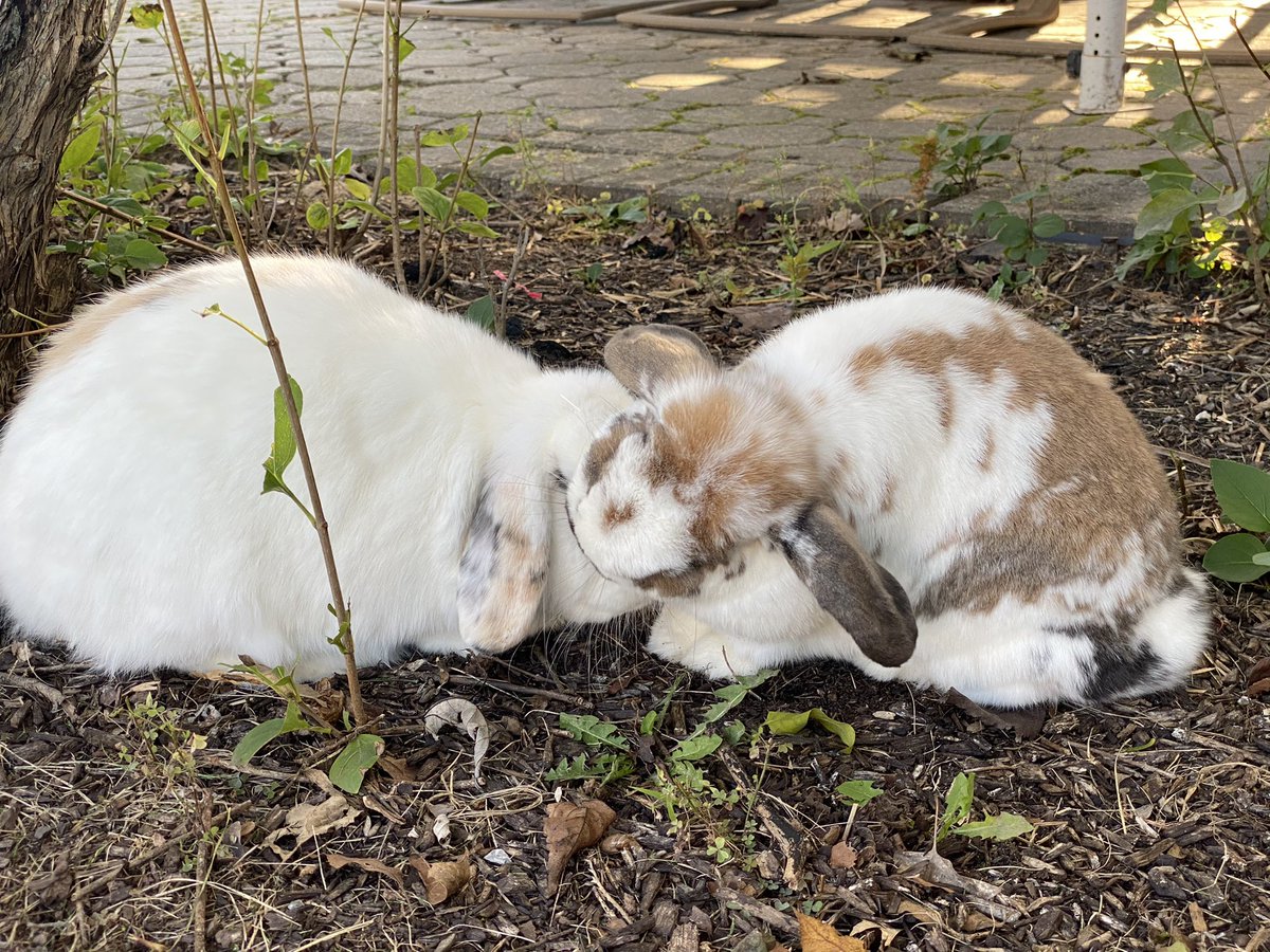 Taking them outside seems to have resolved their scuffle today, they usually are just ok with outside but they had tons of fun and were running around exploring and doing binkies! I think it’s safe to say the beef is squashed