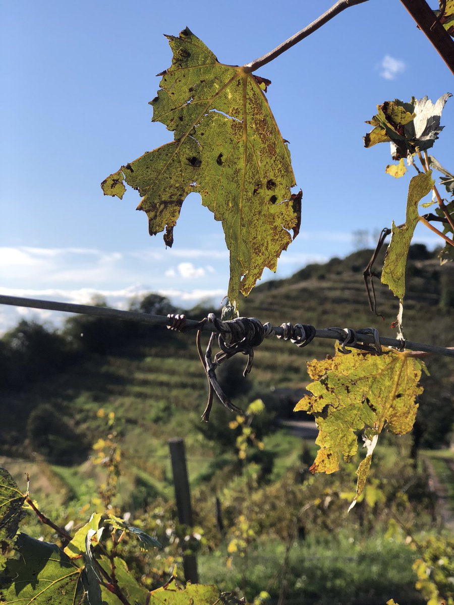 Dopo le secchiate d’acqua degli ultimi due giorni chi si aspettava uscisse un sole d’autunno così oggi pomeriggio? #montorfano #franciacorta #arcariedanesi