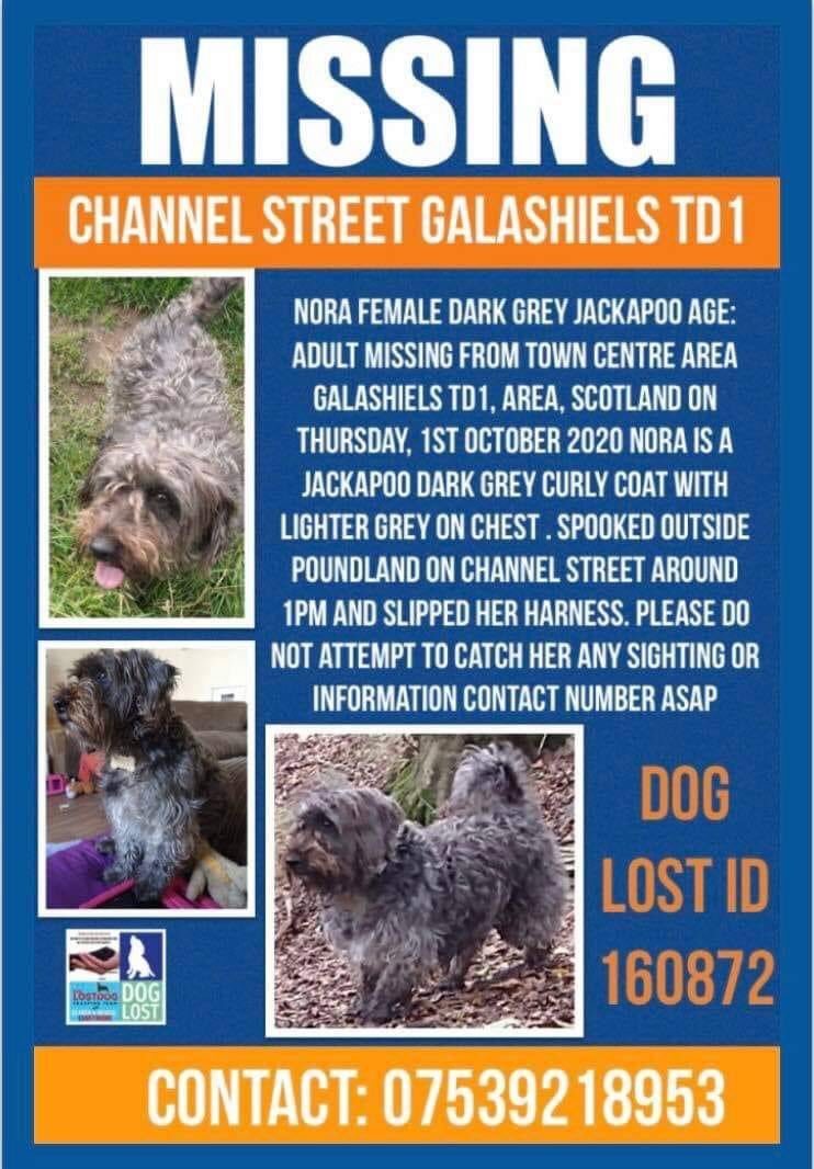 rosiedoc666's tweet photo. 🆘NORA NOT FROM AREA- OWNER HAS HAD TO GO BACK HOME NEARLY 4HRS DRIVE -WE DESPERATELY NEED COMMUNITY OF #GALASHIELS HELP🆘she went missing2/10 1pm #jackapoo,we were on holiday/If anyone sees her Pls go low/call kindly.ANY SIGHTINGS PLs CONTACT NO IN POSTER ASAP TY 💔
DO NOT SHOUT https://t.co/b61NJZ2tCD