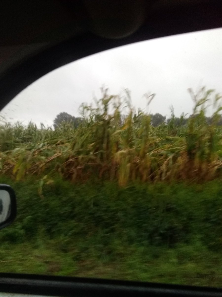 martial_rio's tweet photo. Voilà le résultat de ALEX 62ha de maïs et 40ha dans cette état en partie couché du maïs dans tout les sens ensilage prévu mardi après midi et mercredi 😭 https://t.co/ETNTKS2RsX
