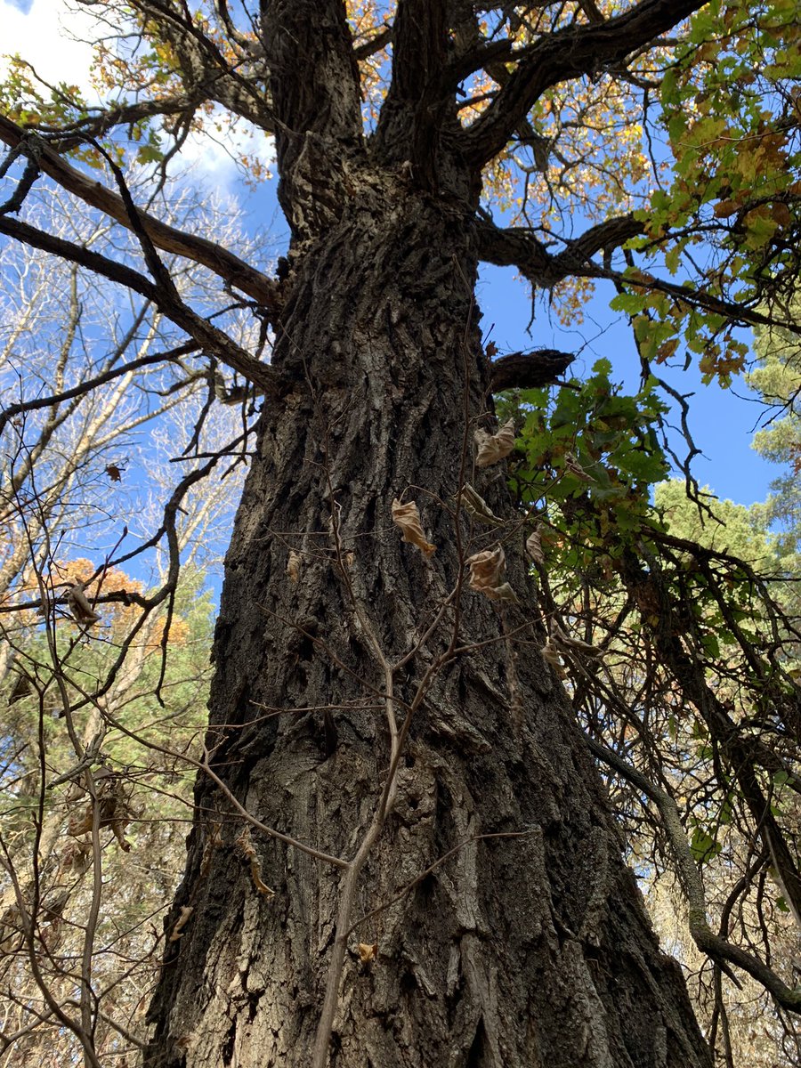 willgoodon's tweet photo. Monster oak that I found out on a spin this afternoon. #turtlemountains #sharpelake https://t.co/9dRs3MUAwV