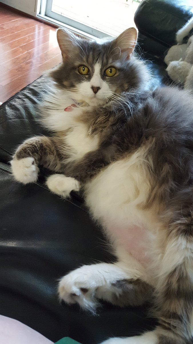 @sportpeppercat Here's my pretty belly for you https://t.co/axRVLPAKaw