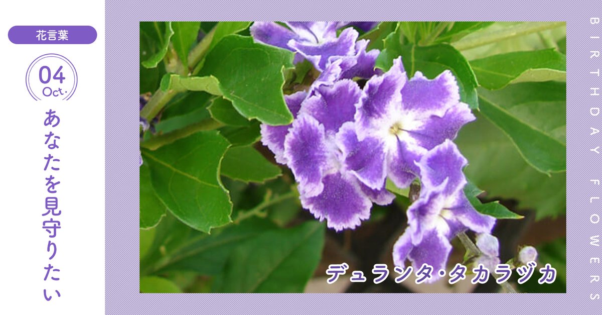 花キューピット I879 Com 公式 10月4日の誕生花 デュランタ タカラヅカ お誕生日おめでとう 花言葉 は あなたを見守りたい 縁を白く彩った青紫の花を房状につけます あなたはこんな人 マイペースなタイプ 同じ誕生日の有名人 上田