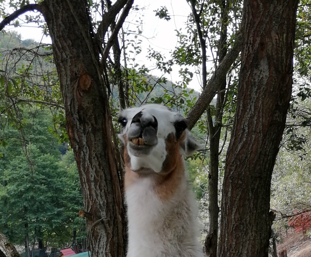 zodiak217's tweet photo. Have a lovely weekend and don't forget to smile! We can kill negativity together!
#alpaka #lama #animals #Smile #laughing #weekendvibes #PositiveVibes #NaturePhotography #nature #greenvsgold #SaturdayThoughts #SaturdayVibes #saturdayfun #photography #picture #photo #rt #follow https://t.co/86iWe4EJl2