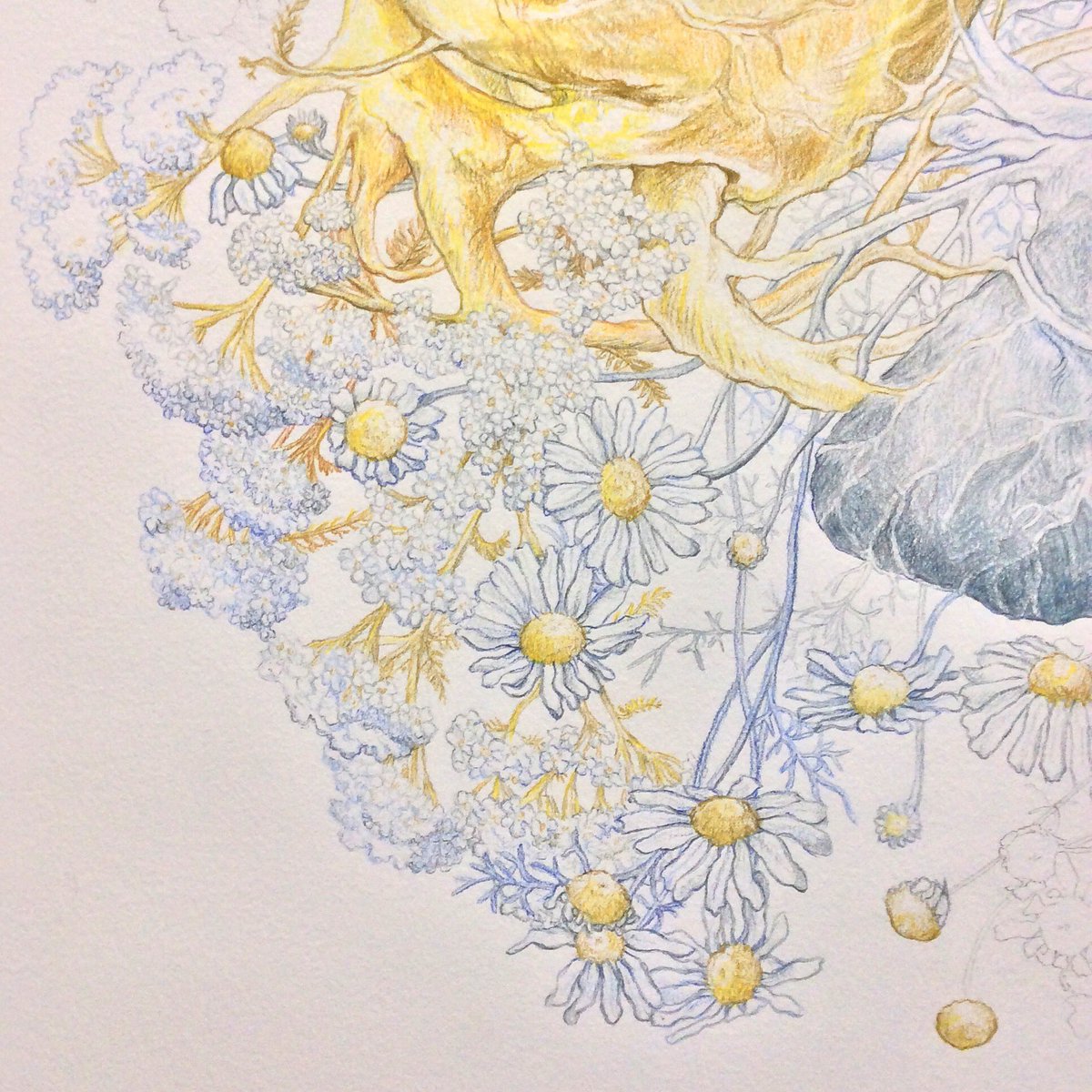 MarasRainyDays's tweet photo. Details of #ArcticHeart no. 18 with #SeaMayweed and #commonyarrow in #pencil.
#art #artlife #amdrawing #illo #illustration #illustrationart #fineart #finearts #artoftheday #workinprogress #wip #humanheart https://t.co/hGcZJ47u9t