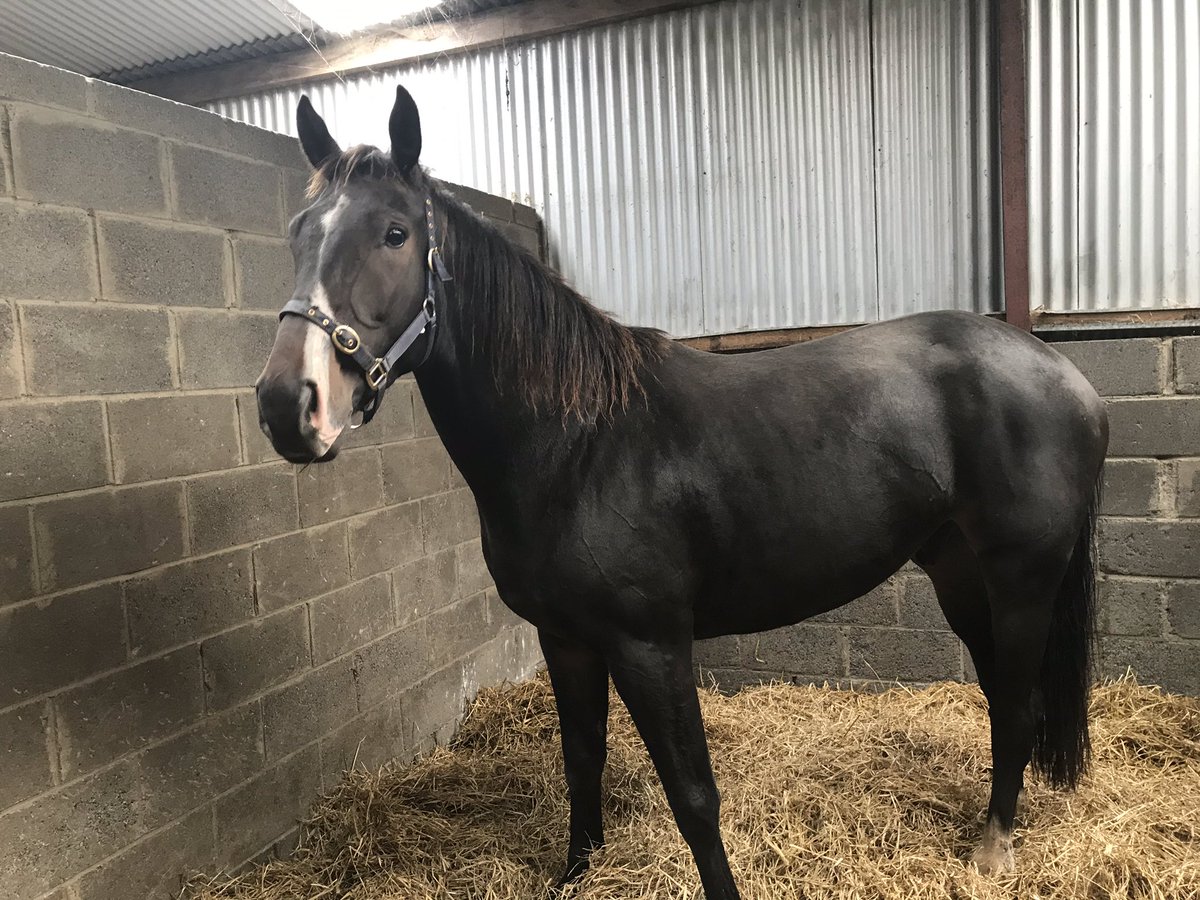 Keitgurteenstud's tweet photo. #ONECOOLPOETS full brother has joined him @Matthew21037545 racing will hopefully be as successful! @DebbieS12757374 @bloodstocknews @wjlee24786 @Galway_Races @IrishEBF_             #URBANPOET #sire #winners #flat #NH https://t.co/Q87QyWf9t3