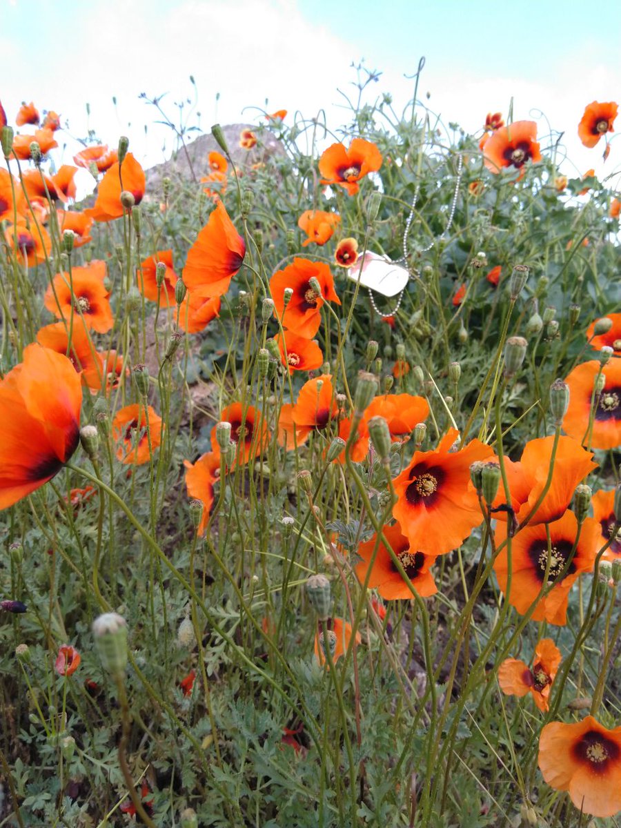 ⚘مــــوژان⚘ tweet media