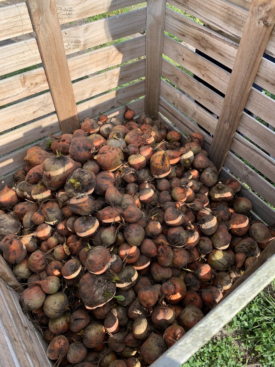Rote und gelbe Bete. Erntetag bei Sonnenschein mit 25 Solawistas auf dem Hof Quellen in der Nordheide.