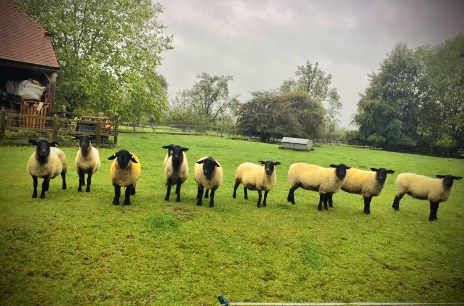 klg72's tweet photo. Who stole the nuts?! #identityparade #suffolksheep #whoswho #britishfarming https://t.co/4itchj1ngT
