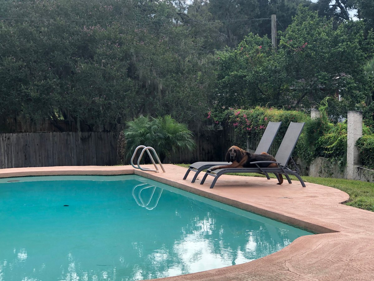 HCSOSheriff's tweet image. K-9 Lycan and K-9 Bojangles are daydreaming about temperatures dropping to the 60s and staying there... 🍂  what is Florida Fall 😰

#HCSOk9 #HillsboroughCounty #FloridaFall #SheriffChadChronister #Fall