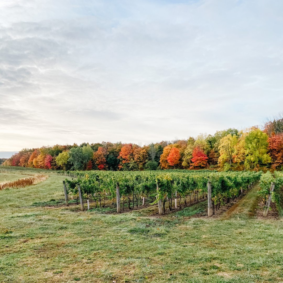 Welcome to Fall on the Bench 🍂

Our tours are fully sold this weekend and with views like this you can see why.  Sipping on Niagara wines while watching the leaves change is a great safe outdoor activity. 🥂
.
.
.
.
#crushtours #winetours #crushonniagara #niagaratourism #twe