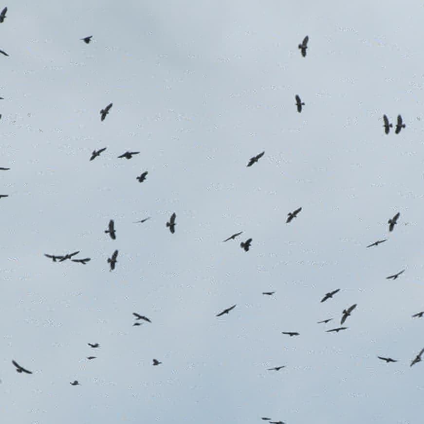 adoptabosque's tweet photo. Rapaces Migratorias se desplazan por cielo Patrio 🇵🇦
Más de MIL Gavilanes Aludos
(Buteo platypterus) se desplazaban ayer hacia Suramérica
📷 Chelina Batista
#LasAvesConectanNuestroMundo
#DMAM #DMAM2020 #WMBD
#BirdDay #EFTA_BirdDay #WMBD2020
#BirdsConnectOurWorld
#TeamADOPTA https://t.co/VFN3cPrV0F