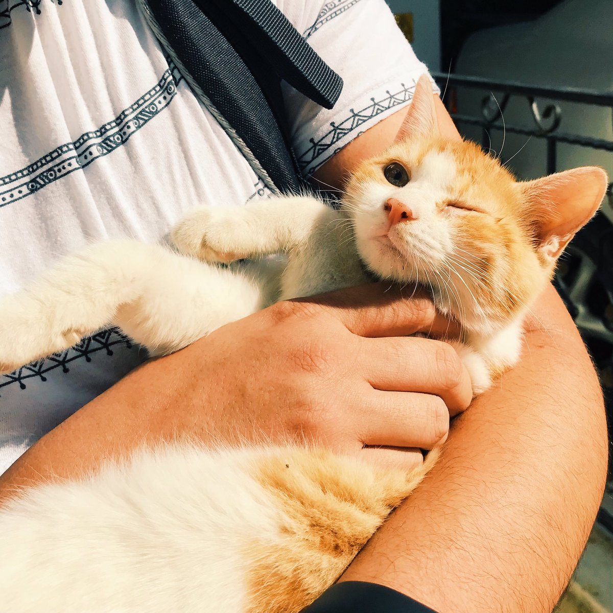 Minnak. Kendini savunamadığı için diğer kediler sebebiyle gözlerini kaybetti ve kalça çıkığı var. Tek gözünü kurtardık, çıkığı günden güne iyiye gidiyor. Bir evi olsa o kadar çabuk toparlanır ki. 4 aylık, dişi, İstanbul’da. #satinalmasahiplen #engellicanlaraoncelik