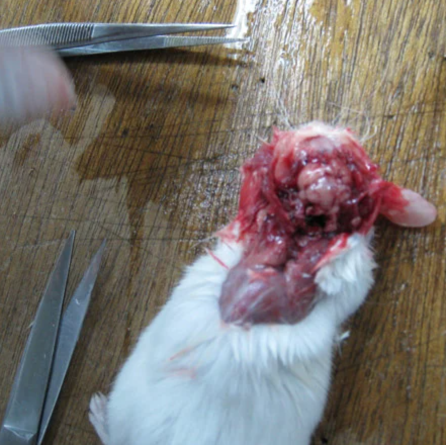 peta's tweet photo. October is #CutOutDissection Month.

What teachers don't tell you is that animals used for dissection are often abducted from their natural habitats, killed, and shipped to classrooms. It's 2020. There is no excuse for this.

RETWEET if you want to #DigitizeDissection! https://t.co/865zbtOX3l