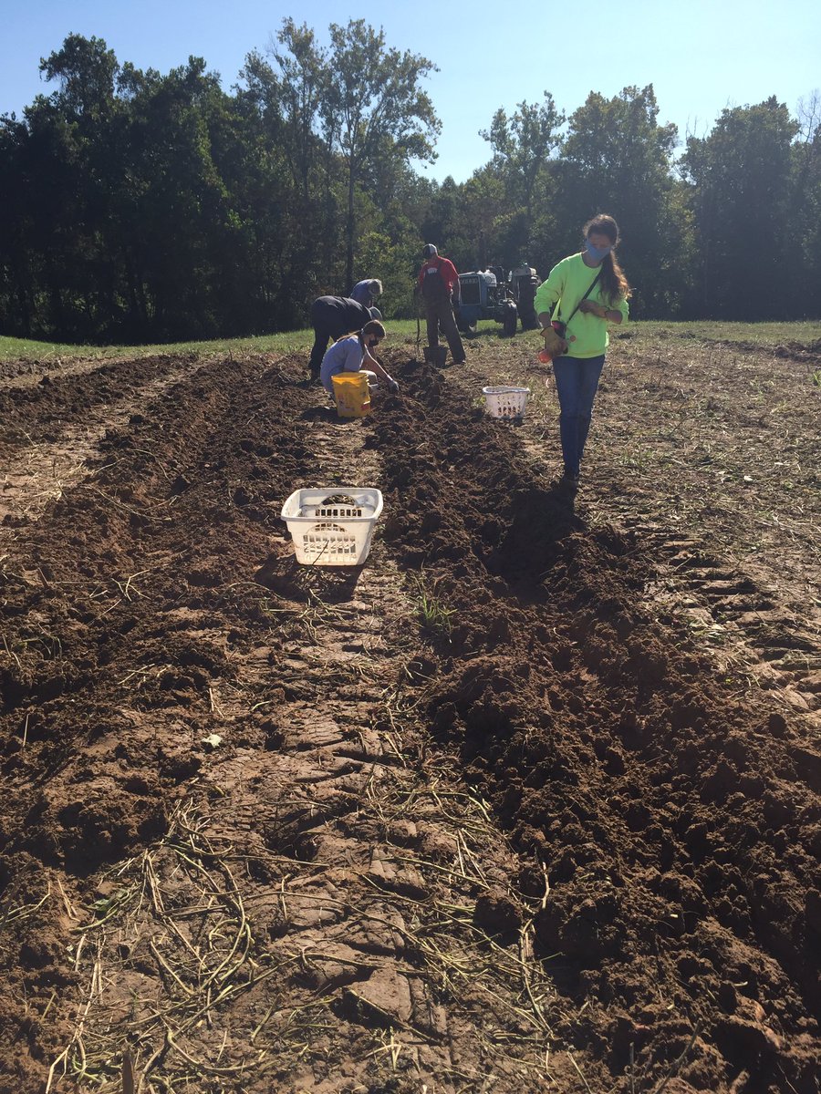 Great time outdoors at God’s Bounty. Thanks to Northern FCA students for lending a much needed hand with the sweet potato harvest! <a href="/NHSPatriotPress/">Patriot Press</a>