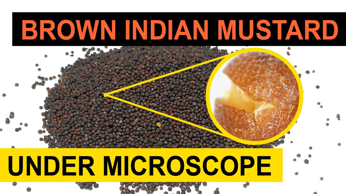 Magnified1000X's tweet photo. #Mustard #Seed #Magnified Under #microscope
Watch full video: https://t.co/1d1RoX6p6W
#microscopes #digital_microscope #magnification #science #microscopy #closeup #magnifiedundermicroscope #scienceandtechnology #macro #imaging #lab https://t.co/atVIWU7BPw