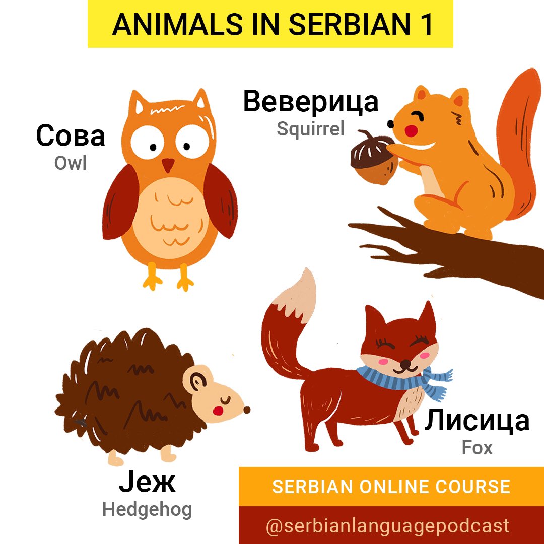 serbianlp's tweet photo. Animals in Serbian (Part 1) - What is your favorite animal?
.
.
🍂Serbian Online Course - https://t.co/3SXz8DTQgY
.
#animalsinserbian #serbianvocabulary #serbiancyrillic #serbianlanguage #learnserbian #serbianlanguagepodcast https://t.co/a4AdqedB0B