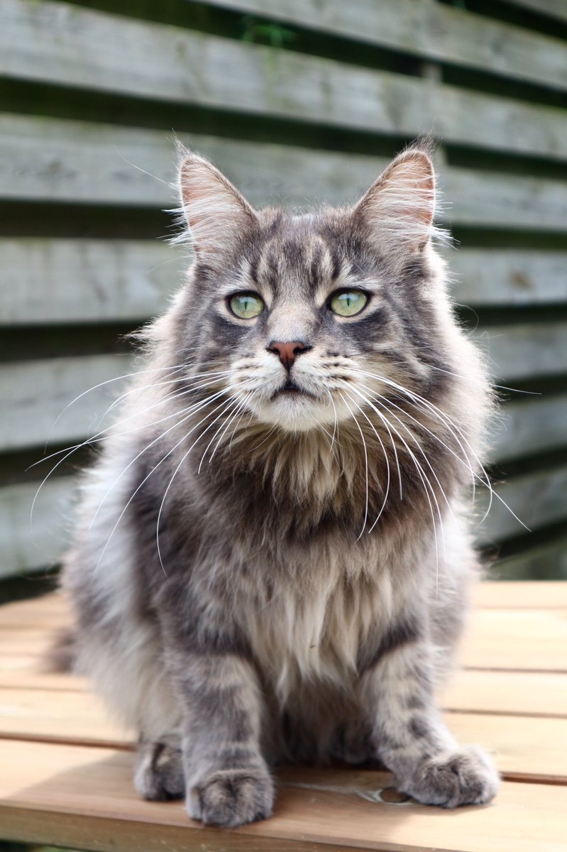 LisaLisaKF's tweet image. 10 MAANDEN VERMIST!! In de omgeving van #beusichem #buren #zoelen #ravenswaaij #culemborg Amivedi - Kat (Freek) Vermist amivedi.nl/detail/?meldin…