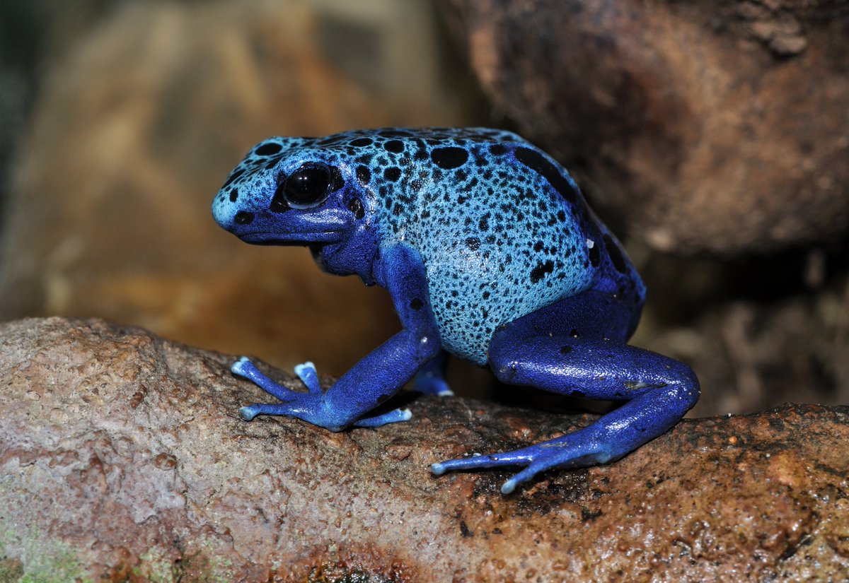 THE STARS WE STEAL -  @alexadonne blue poison dart frog