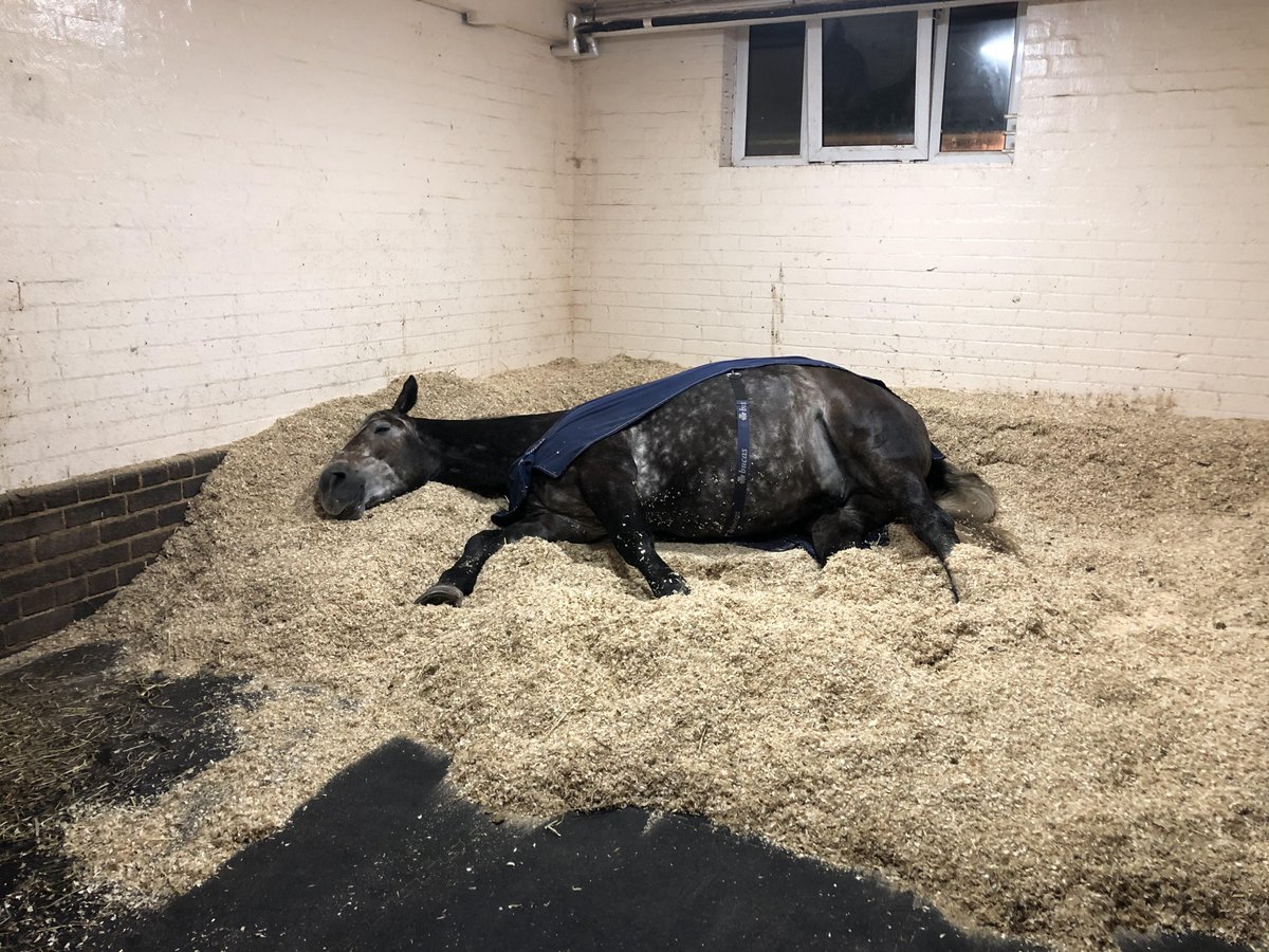 MerPolMounted's tweet photo. Chunky can you get up while I fix your rug please......I will take that as a no then! #StandTall #NotStandingAtAll #PHChunky #FidgetInHisSleep #HeGotUpEventually #SaturdayNight https://t.co/rCXPGaq7CR