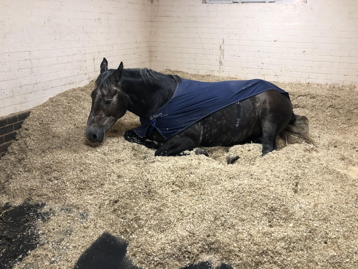 MerPolMounted's tweet photo. Chunky can you get up while I fix your rug please......I will take that as a no then! #StandTall #NotStandingAtAll #PHChunky #FidgetInHisSleep #HeGotUpEventually #SaturdayNight https://t.co/rCXPGaq7CR