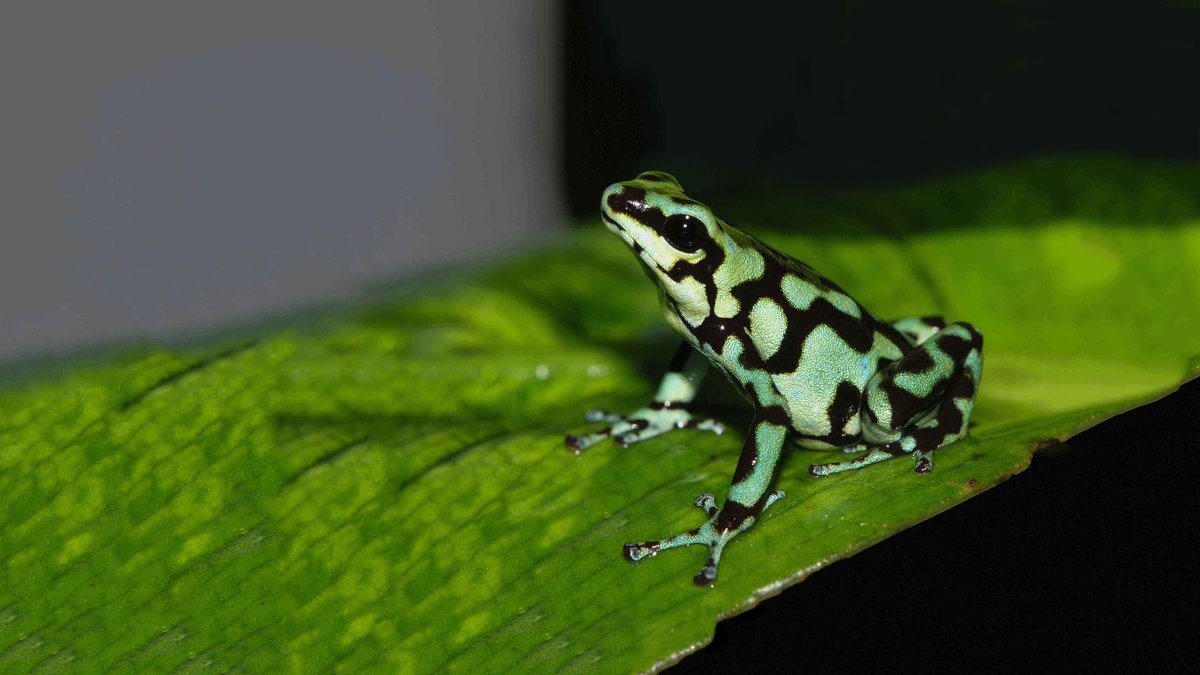 A SONG OF WRAITHS AND RUIN -  @rosiesrambles green and black dart frog