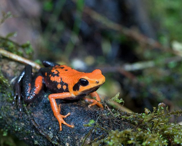 UNRAVEL THE DUSK -  @LizLim silverstone's poison frog